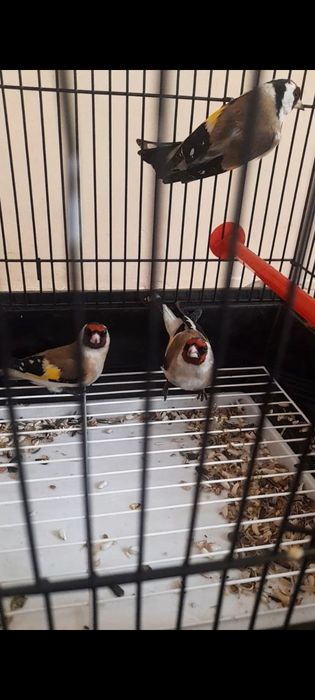 Kokil duragay kokil sotiladi