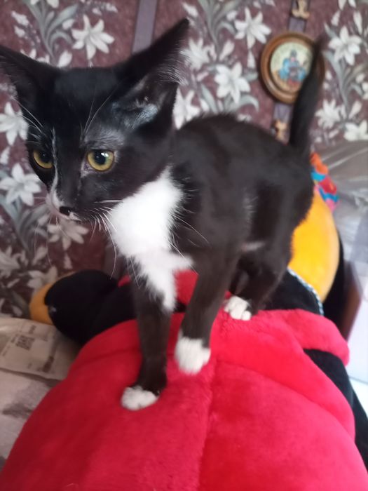 Котенок мальчик для добрых людей