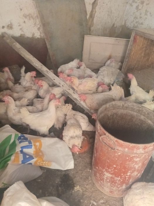 Продам курей 1500 несушки ,
