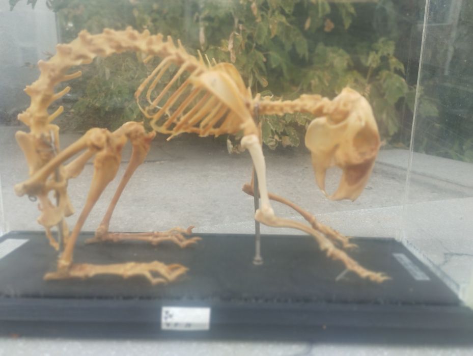 Соц Скелет на заек