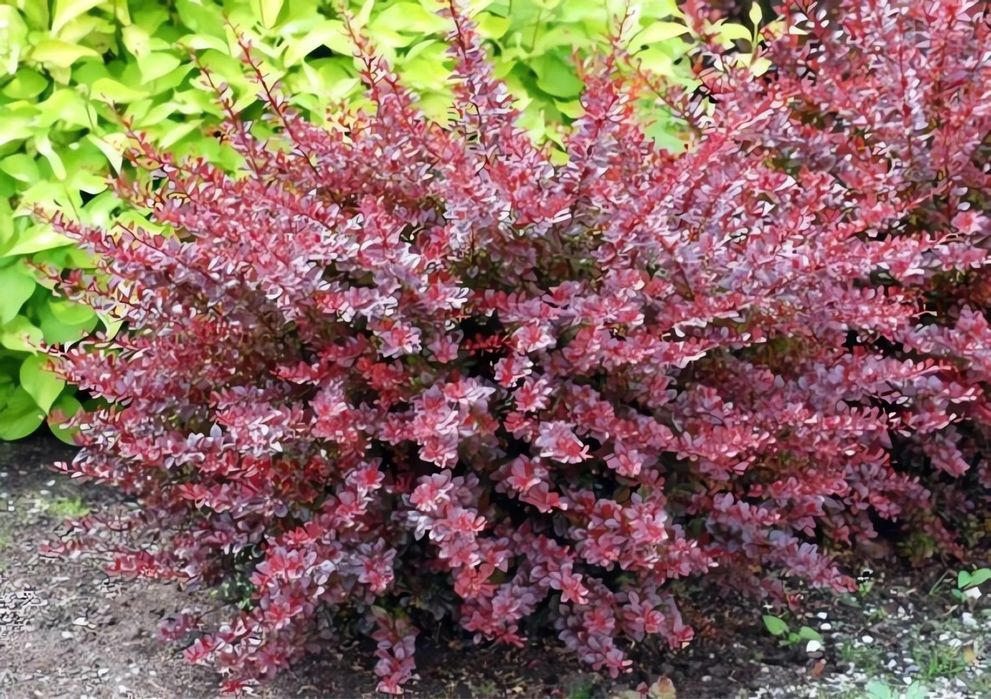 Кустарники, деревья, газон