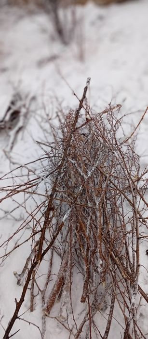 Отдам попилиные ветки бесплатно