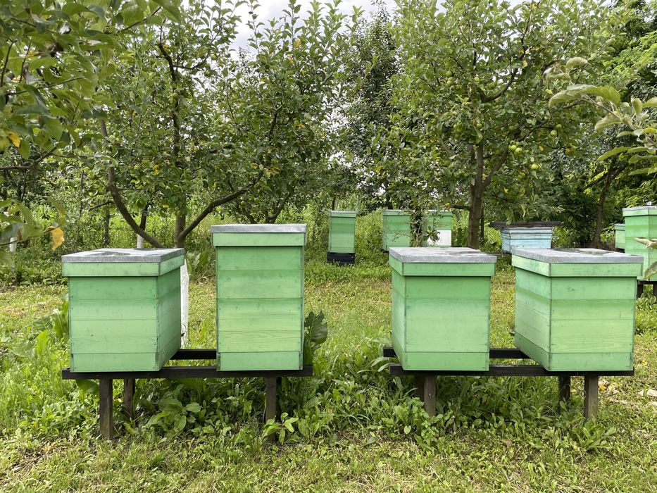 Ceara albine , stupi