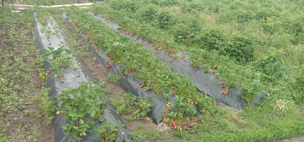 Саженцы Малины Клубники