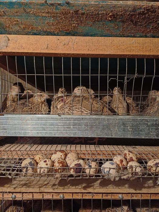 Бодене енді жұмыртқаға кірген