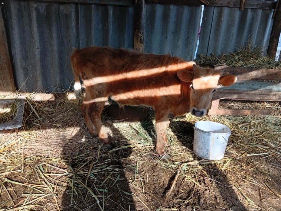 Бычок сатылады 235000