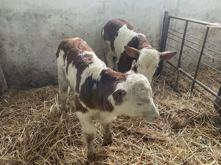 Vand vitei de rasa de carne asigur transport!!