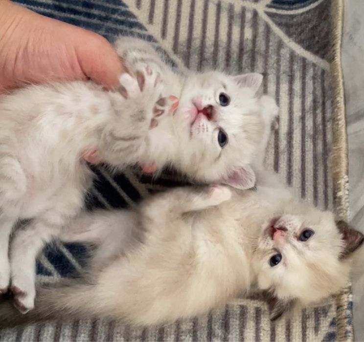 котята маленькие