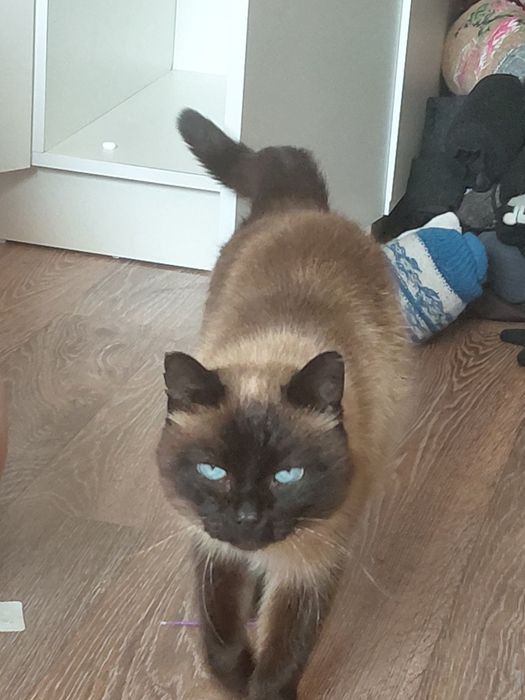 Котёнок  кастрированный