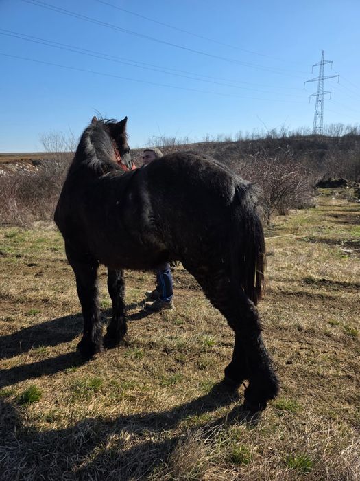 Mânz de 10 luni gros