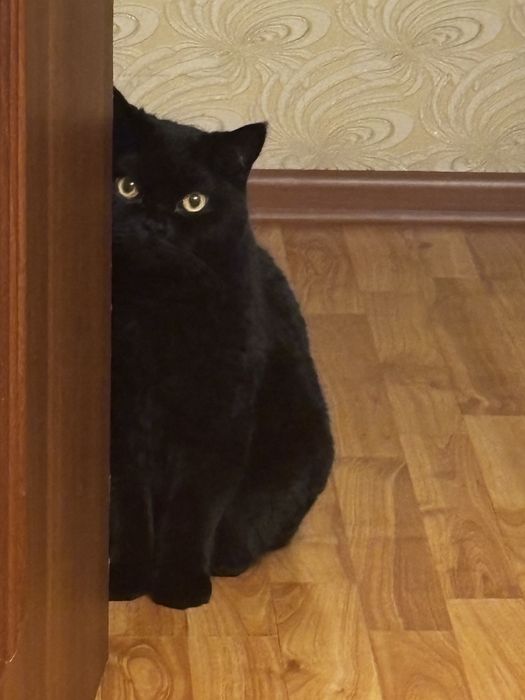 Отдам кота в хорошие руки