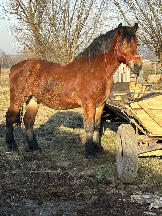 vând sau schimb  cal castrat de 8 ani garantat la tras si la mers
