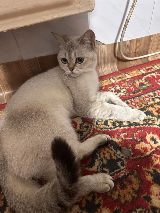 Кошка шотландская