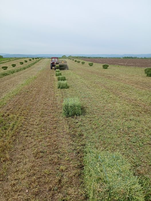 Baloți lucernă dreptunghi