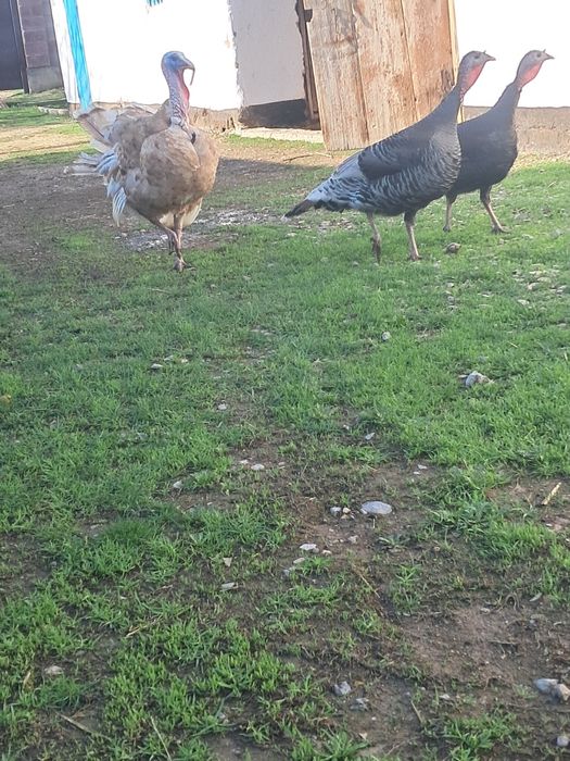 Күркетауық сатылады