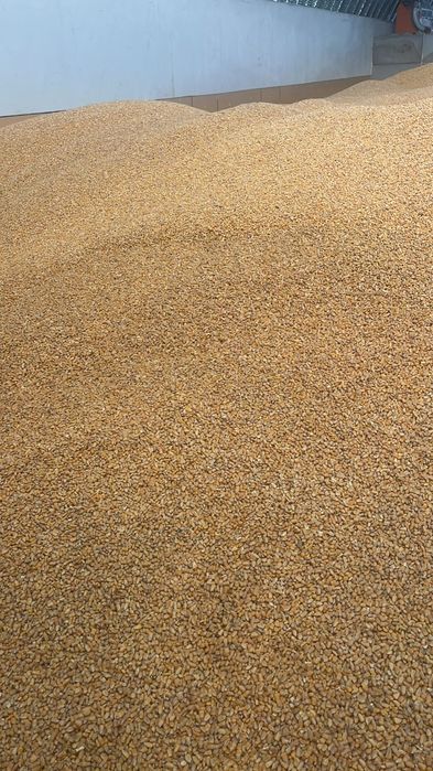 Porumb boabe cultura a 2a