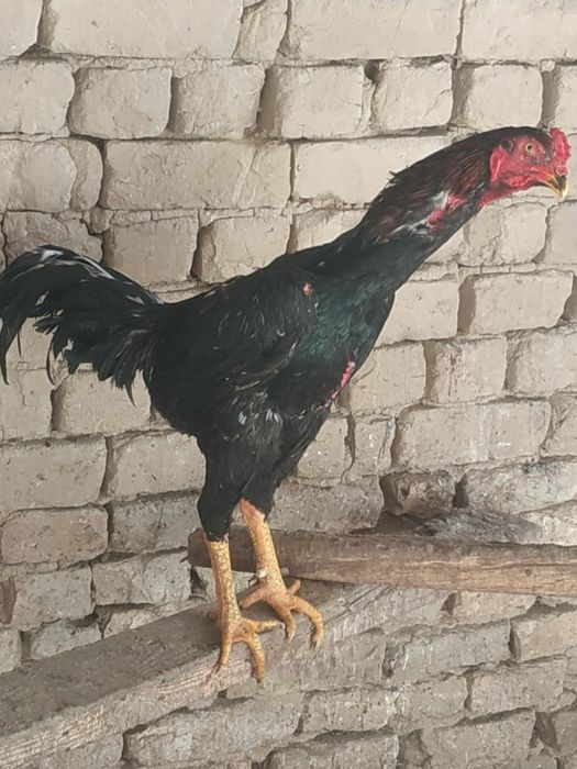 Dakani zori  kelishamiz