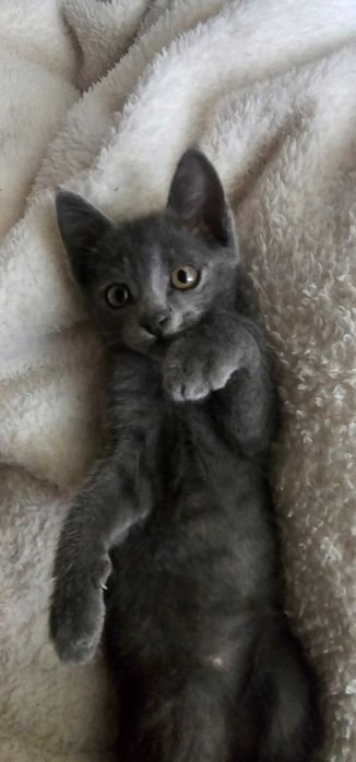 Котенок в добрые руки