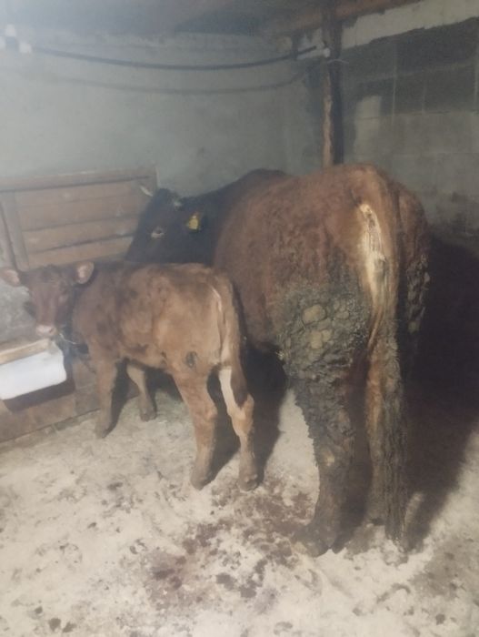 De vânzare o vacă cu vițea