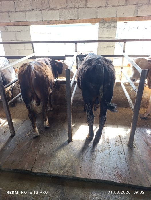 Продам быков подсосы