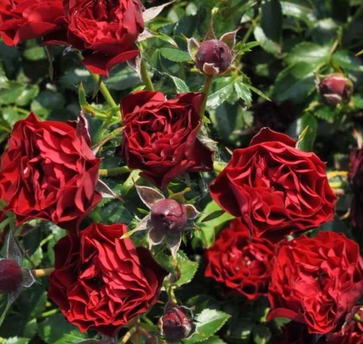 Trandafiri parfumati,pomisor,urcatori-50+25 gratis