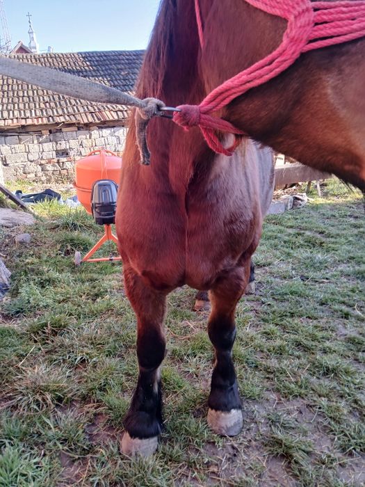 Manza de 3/4 ani de vânzare