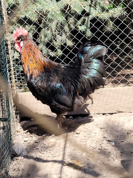 Продается петушок молодой