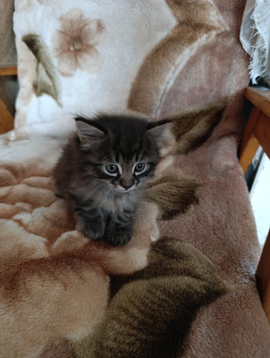 Домашний котёнок.