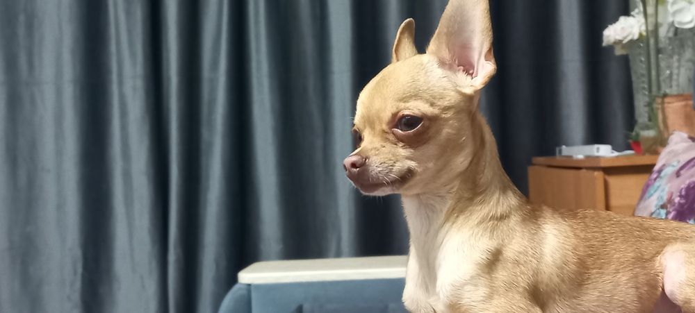 Кобель ищет невесту. Вязка.