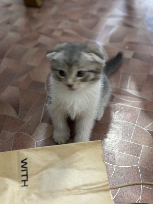 Котята в заботливые руки.
