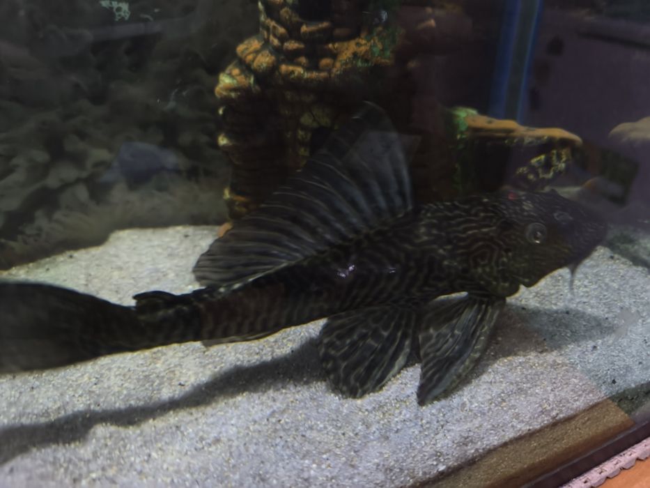 Сом Плекостомус (чистельщик)