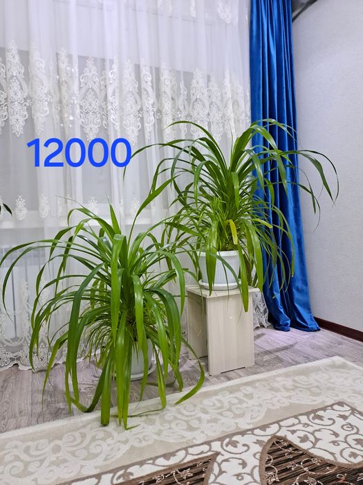 Цветы комнатные для дома и офиса