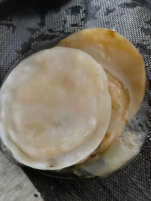 Kombucha ciupercă +starterul