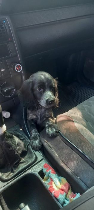 Срочно Пропала собака