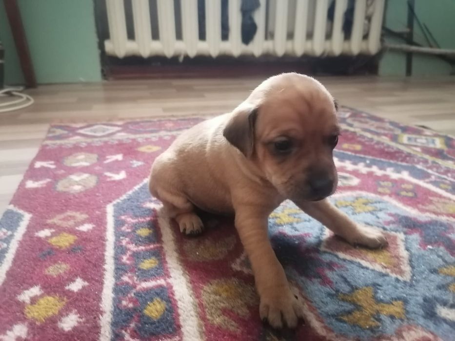 Продам щенка "добермана - пинчера"