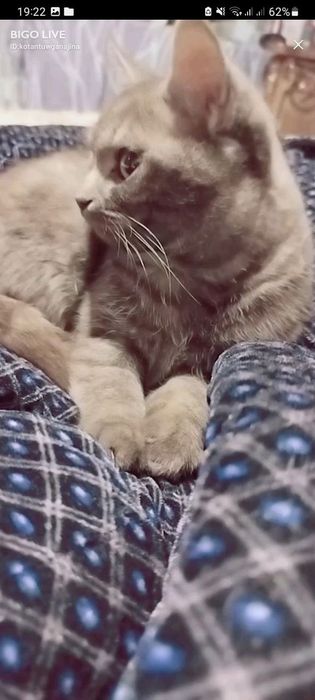 Gig porno jinsiy aloqa lolilar bilan