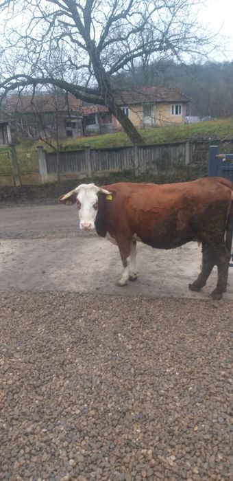 Vaci de vanzare, Sălaj, Notig