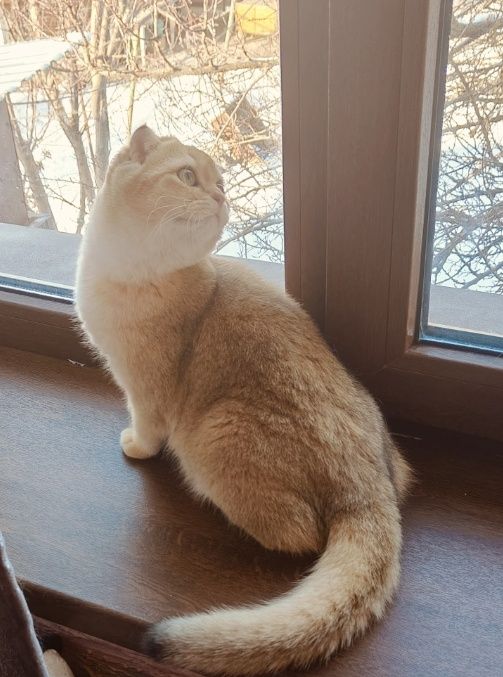 6 мес Шиншилла фолд ny25