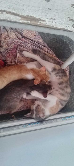 Donez 5 pisici,mama cu puii