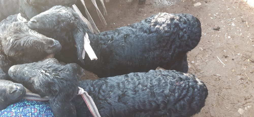 Hisori quzilar sotiladi  2mlndan bowlanadi 3mlngacha bor