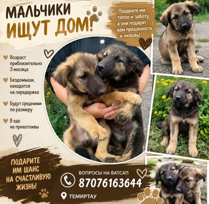 Милые щенки ищут дом
