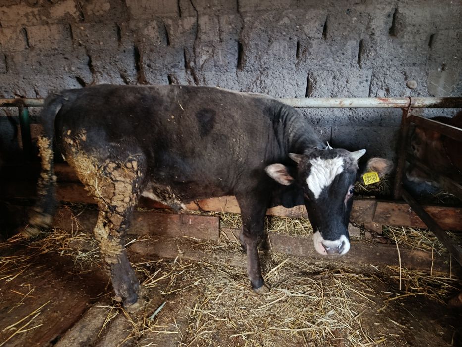 Продам бычка 450000