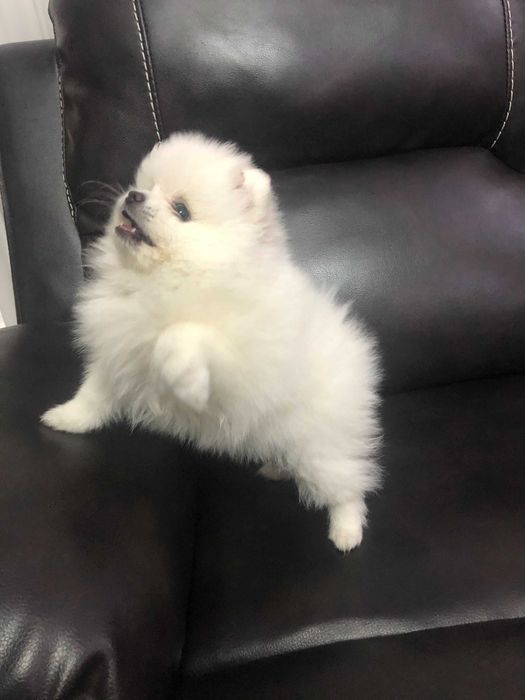 Pomeranian pui- Canisa