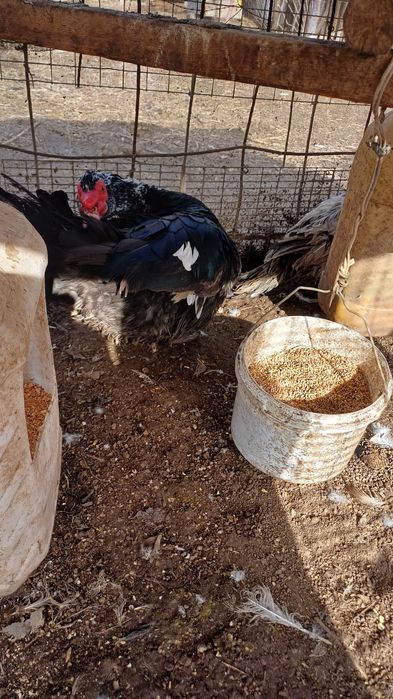 Индаутка дайин кораз