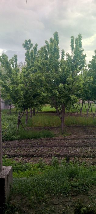 20 сотохли 2 каватли ховли сотилади