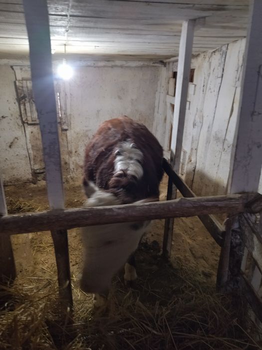 Продам телку акбас