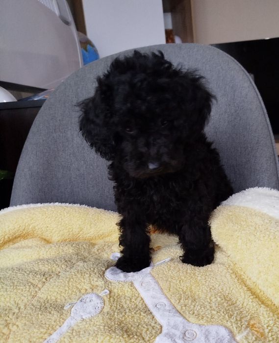 Мини пудел/Mini poodle