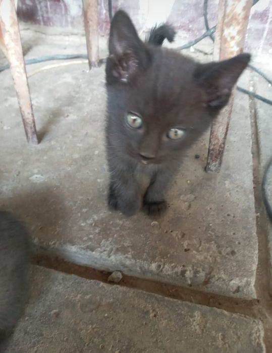 Котята  в добрые руки