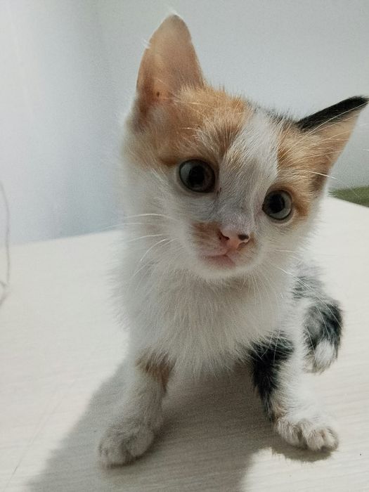 Отдам котят в хорошие руки