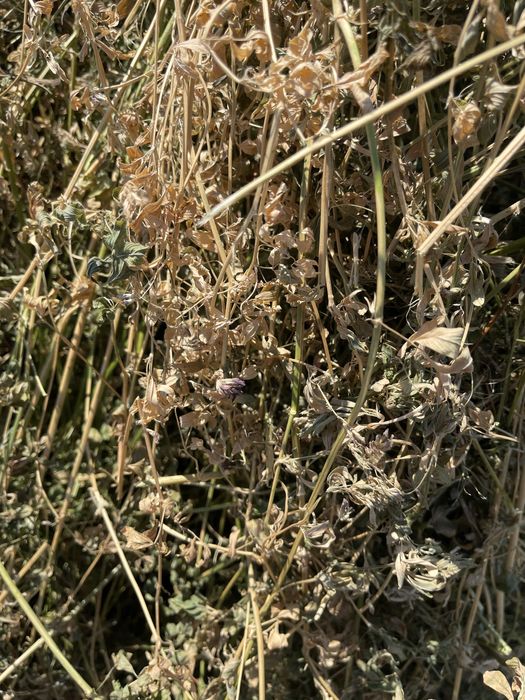 Baloti lucerna calitatea intai